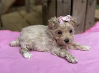 Sarah, a female Maltipoo for sale in Gloster, MS – Photo 8 of 10
