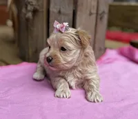 Sarah, a female Maltipoo for sale in Gloster, MS – Photo 2 of 10