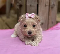 Sarah, a female Maltipoo for sale in Gloster, MS – Photo 9 of 10