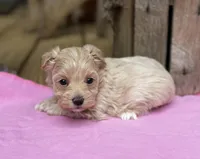 Sarah, a female Maltipoo for sale in Gloster, MS – Photo 3 of 10