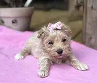 Sarah, a female Maltipoo for sale in Gloster, MS – Photo 10 of 10