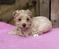 Sarah, a female Maltipoo for sale in Gloster, MS – Photo 6 of 10