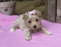 Sarah, a female Maltipoo for sale in Gloster, MS – Photo 1 of 10