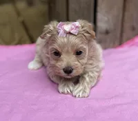Sarah, a female Maltipoo for sale in Gloster, MS – Photo 7 of 10
