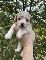 Brendon, a male Maltipoo for sale in Gloster, MS – 4 of 5