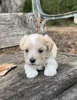 Kal, a male Maltipoo for sale in Gloster, MS – 5 of 5