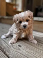 Camden, a female Maltipoo for sale in Gloster, MS – Photo 7 of 10