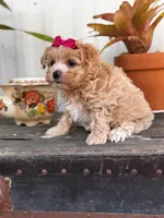 Camden, a female Maltipoo for sale in Gloster, MS – Photo 10 of 10