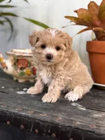 Camden, a female Maltipoo for sale in Gloster, MS – Photo 4 of 10