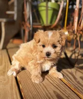 Camden, a female Maltipoo for sale in Gloster, MS – Photo 6 of 10