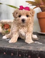 Camden, a female Maltipoo for sale in Gloster, MS – Photo 2 of 10