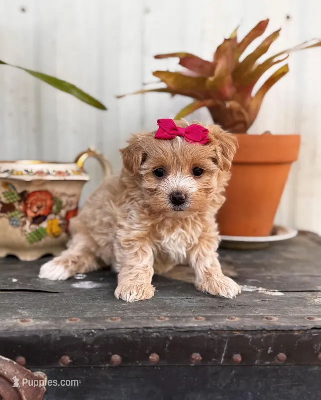 Camden – Maltipoo puppy for sale in Gloster, MS