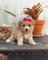 Camden, a female Maltipoo for sale in Gloster, MS – Photo 1 of 10