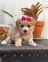 Camden, a female Maltipoo for sale in Gloster, MS – Photo 8 of 10