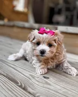 Camden, a female Maltipoo for sale in Gloster, MS – Photo 3 of 10