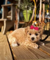 Camden, a female Maltipoo for sale in Gloster, MS – Photo 9 of 10