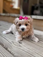 Camden, a female Maltipoo for sale in Gloster, MS – Photo 5 of 10