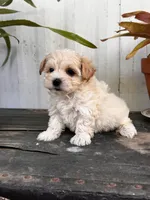 Bodie TINY, a male Maltipoo for sale in Gloster, MS – Photo 10 of 10