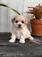 Bodie TINY, a male Maltipoo for sale in Gloster, MS – Photo 9 of 10