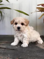Bodie TINY, a male Maltipoo for sale in Gloster, MS – Photo 2 of 10