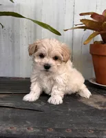 Bodie TINY, a male Maltipoo for sale in Gloster, MS – Photo 7 of 10