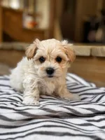 Bodie TINY, a male Maltipoo for sale in Gloster, MS – Photo 6 of 10