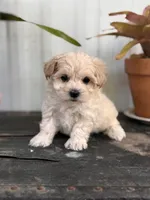 Bodie TINY, a male Maltipoo for sale in Gloster, MS – Photo 3 of 10