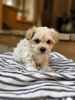 Bodie TINY, a male Maltipoo for sale in Gloster, MS – Photo 4 of 10