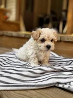 Bodie TINY, a male Maltipoo for sale in Gloster, MS – Photo 5 of 10