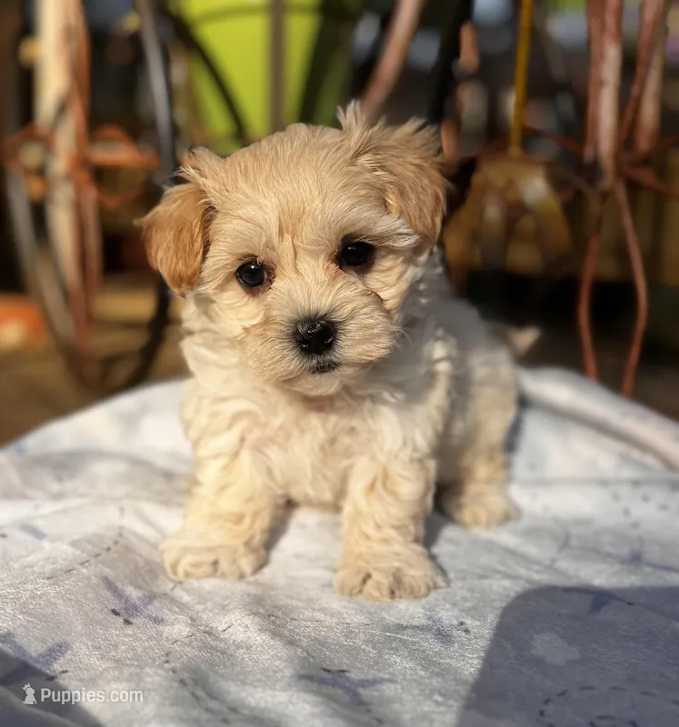 Bodie TINY, a male Maltipoo for sale in Gloster, MS – Photo 1 of 10