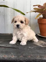 Bodie TINY, a male Maltipoo for sale in Gloster, MS – Photo 8 of 10