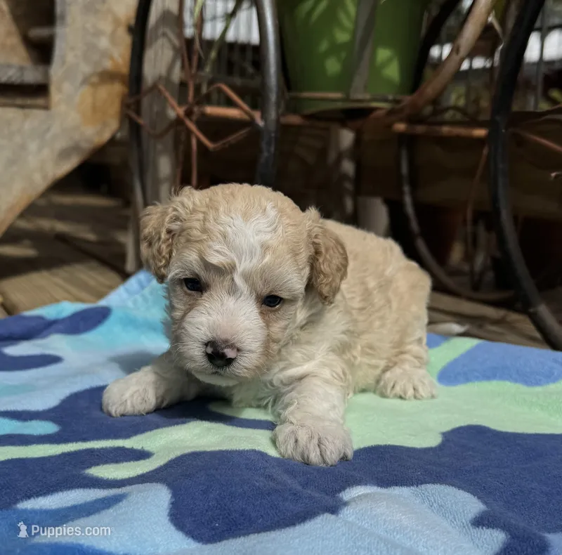Brendon – Maltipoo puppy for sale in Gloster, MS