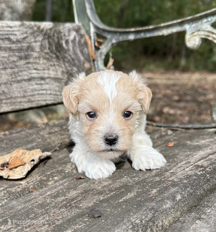 Kal – Maltipoo puppy for sale in Gloster, MS
