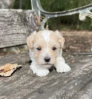 Kal, a male Maltipoo for sale in Gloster, MS – 1 of 5