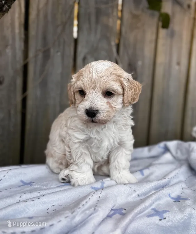 Sam , a male Maltipoo for sale in Gloster, MS – Photo 1 of 4