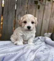 Sam , a male Maltipoo for sale in Gloster, MS – Photo 3 of 4