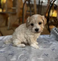 Sam , a male Maltipoo for sale in Gloster, MS – Photo 2 of 4