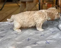 Sam , a male Maltipoo for sale in Gloster, MS – Photo 4 of 4