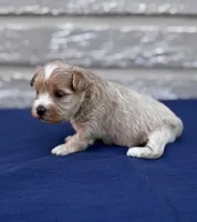 Alexis, a female Maltipoo for sale in Gloster, MS – Photo 6 of 10