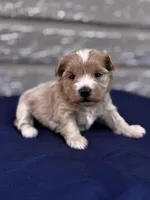 Alexis, a female Maltipoo for sale in Gloster, MS – Photo 9 of 10