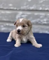 Alexis, a female Maltipoo for sale in Gloster, MS – Photo 7 of 10