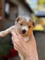 Alexis, a female Maltipoo for sale in Gloster, MS – Photo 4 of 10
