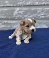 Alexis, a female Maltipoo for sale in Gloster, MS – Photo 10 of 10