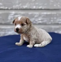 Alexis, a female Maltipoo for sale in Gloster, MS – Photo 5 of 10