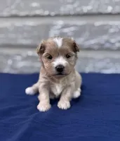 Alexis, a female Maltipoo for sale in Gloster, MS – Photo 8 of 10