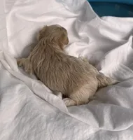 Alexis, a female Maltipoo for sale in Gloster, MS – Photo 3 of 10