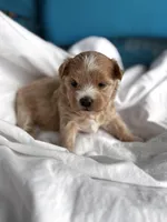 Alexis, a female Maltipoo for sale in Gloster, MS – Photo 1 of 10