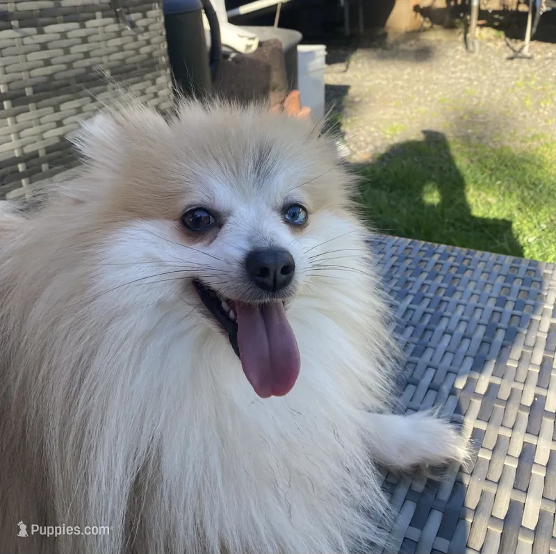 Charlie – Pomeranian puppy for sale in Vancouver, WA