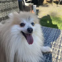 Charlie, a male Pomeranian for sale in Vancouver, WA – 1 of 1