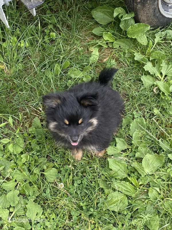 Teddy – Pomapoo, Pomeranian puppy for sale in Vancouver, WA